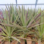 Kordylína austrálska (Cordyline australis) ´CHOCOLATE MINT´ výška: 50-70 cm, C5L (-12°C)